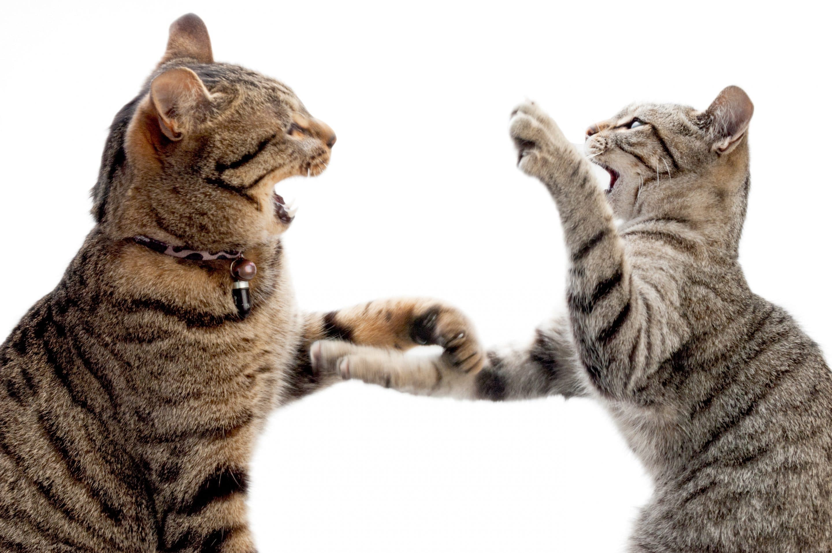 Cats Slap Each Other for 4 Reasons