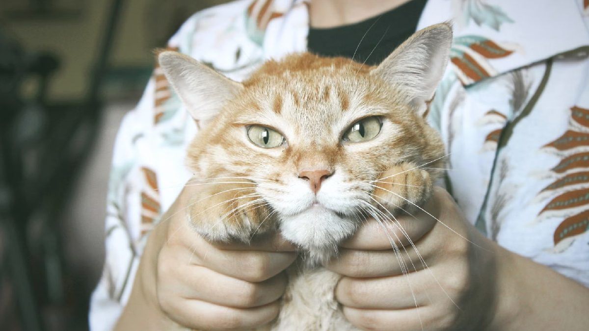 Explained: Why Are China's Youth Choosing Cats Over Kids?